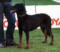 Étalon Berger de Beauce - Ines Des Gardiens De Rome