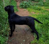 Étalon Cane Corso - Poison dell'Antiqua Apulia