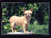 Étalon Chihuahua - I willibe Souvenir Cheyenne