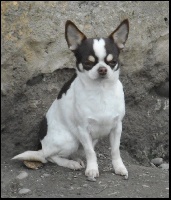 Étalon Chihuahua - Joyce de la plaine de nay