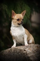 Étalon Chihuahua - Lady marmelade Du Coeur Des Ténèbres