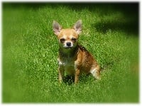 Étalon Chihuahua - Hélixia De L'eden Angel