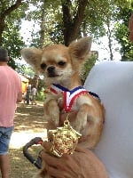 Étalon Chihuahua - Junior royaume de casabelle