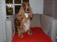 Étalon Cocker Spaniel Anglais - Habbie De la plume du pevele