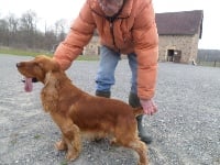 Étalon Cocker Spaniel Anglais - TR. weeping willow's Jessie james