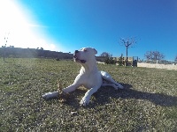 Étalon Dogo Argentino - Hakijo de la Madrugada Blanca