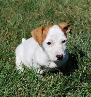 Étalon Jack Russell Terrier - Gaufrette De L'isle Au Reflet D'or