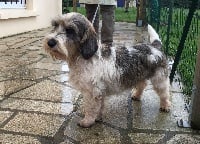 Étalon Petit Basset griffon vendeen - Jeronimo des echos de buzet