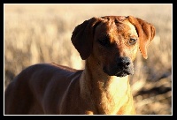 Étalon Rhodesian Ridgeback - Come up with dreams anima animal