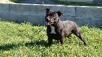 Étalon Staffordshire Bull Terrier - Genoa du chemin de la belle etoile