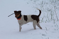 Étalon Terrier Bresilien - Lila du Terrier de Lafont de La Gartempe
