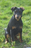 Étalon Terrier de chasse allemand - CH. La rescapée De La Petite Gondelaine