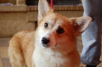 Étalon Welsh Corgi Pembroke - Jolie mome du Clos des duchesses