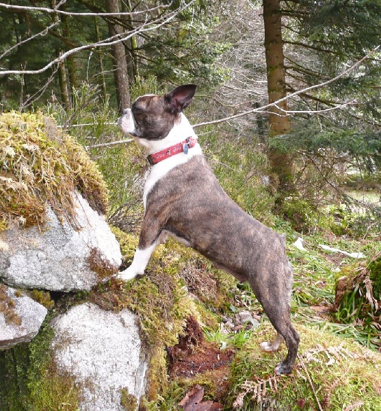 Publication : Des bostons de valcyre Auteur : Micheline Malterre