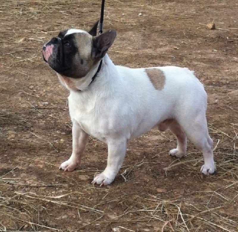 Horatio De la Parure