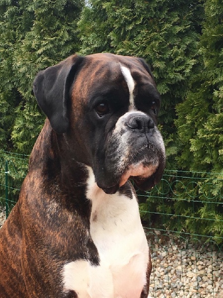 CH. Laurin's boxer alim