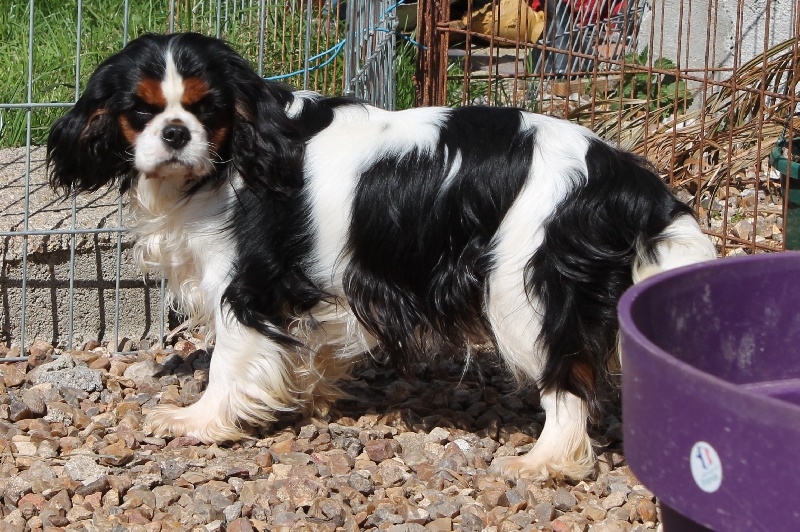 Just a melody De castel peyrac