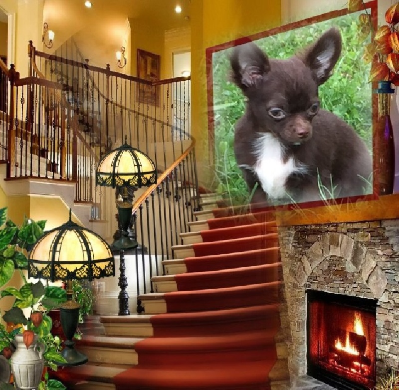 Publication : Du Temple Des Little Boudhas Auteur : du temple des little boudhas