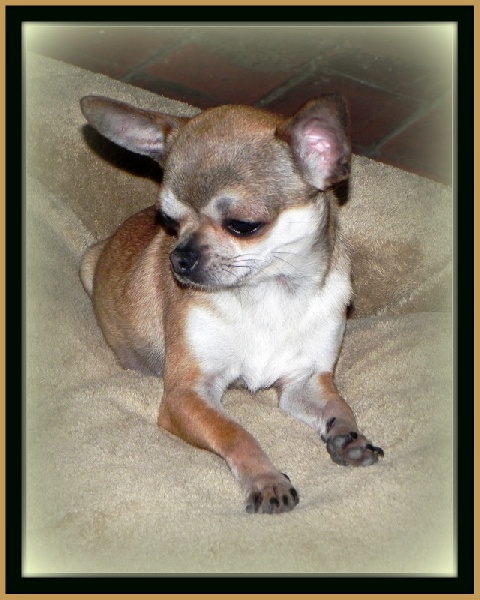 Publication : Des Petits Bikinis Auteur : Sandrine Caillaud