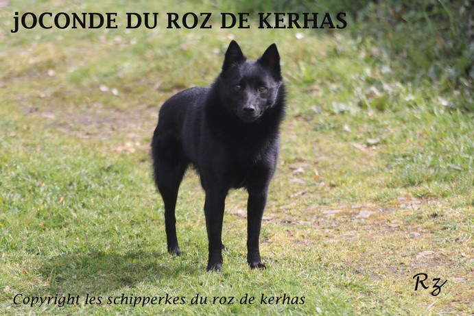 Publication : Du roz de kerhas Auteur : Rozenn Trepos