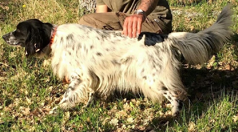 Publication : de Roucaou Dei Chabaou Auteur : Caillol Pierre