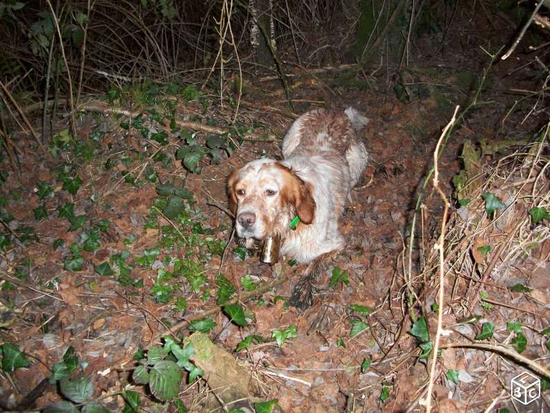 TR. Drack du Mas d'Eyraud