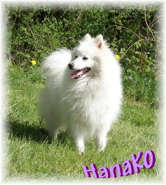 Hanako des joyeux dahus