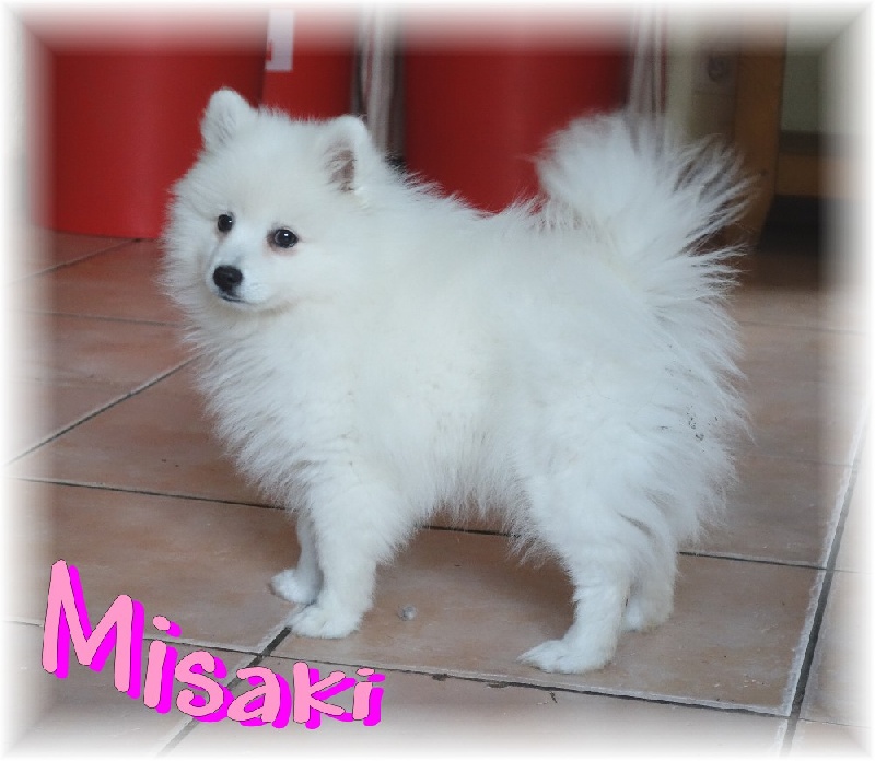 Misaki masshiro des joyeux dahus