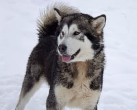 Étalon Alaskan Malamute - A Ton étoile J'adore