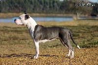 Étalon American Staffordshire Terrier - Hurka (Sans Affixe)