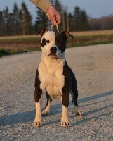 Étalon American Staffordshire Terrier - Ultimate Truth Just amazing grace