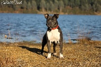 Étalon American Staffordshire Terrier - Holly blue love De L'empreinte De Dzeus