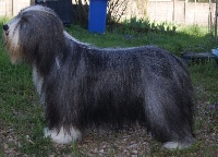 Étalon Bearded Collie - Intense plaisir des Emeraudes du Lac