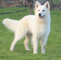 Étalon Berger Blanc Suisse - Jaicko du domaine de l'Escaut