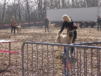 Étalon Berger Kangal - I'kayen Des Gardiens De Cendrillon