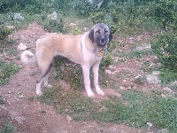 Étalon Berger Kangal - L'karyola fezcort de la Forêt des Quatre Seigneurs