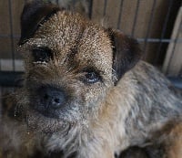 Étalon Border Terrier - Jenepy Des Terres De Brunelia