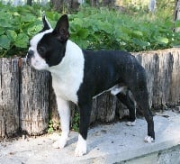 Étalon Boston Terrier - CH. Jackpot Des gardiens du bois clerbault