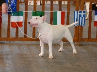 Étalon Bull Terrier - CH. Bubble Square Itsi bitsi