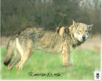 Étalon Chien-loup de Saarloos - Grand prélude ar Borin Braz