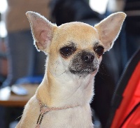 Étalon Chihuahua - Nakira. Du Gond D'Estinne