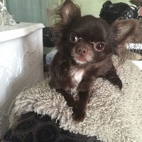 Étalon Chihuahua - Gina perla Dollhouse