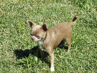 Étalon Chihuahua - Lilo Des Petits Mayas