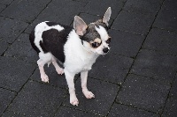 Étalon Chihuahua - Libelulle Des Petits Zamours