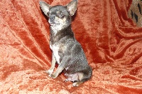 Étalon Chihuahua - dneprovskie gnomiki Top model