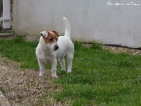 Étalon Jack Russell Terrier - Lolipop de la pinkinerie