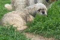 Étalon Lhassa Apso - Iris de Jerrie Black