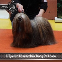 Étalon Lhassa Apso - H'sjoukih shaukuntalah tsang po lhasa