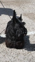 Étalon Scottish Terrier - Honey black du manoir des presles