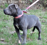 Étalon Staffordshire Bull Terrier - I am a blue pearl du domaine des Alunts